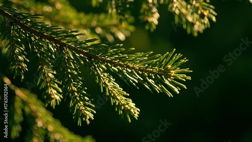 Evergreen Branch in Sunlight: Close-up shot of a verdant evergreen branch, showcasing the intricate texture of needles, bathed in the warmth of sunlight, against a blurred, deep-green background.