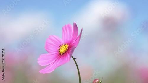 青空と風に揺れる満開のコスモスの花