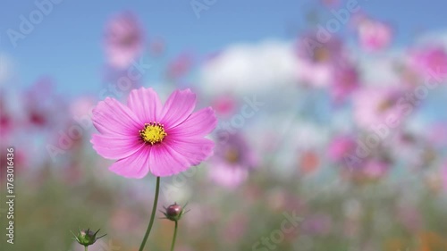 青空と風に揺れる満開のコスモスの花
