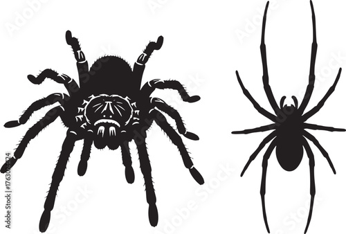 Isolated black spider arachnid macro on a white background for arachnophobia fear