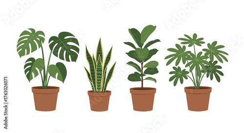 Illustration of four different potted plants including monstera snake plant and umbrella plant on white .