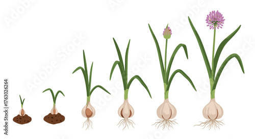 Illustration showing the growth stages of a garlic plant from bulb to flower on a white background .