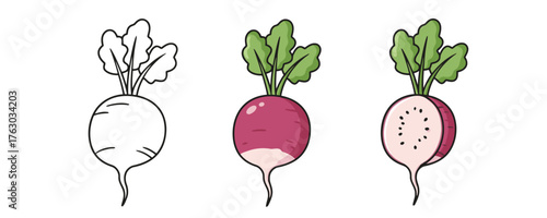 Three radishes in cartoon style: outline, full color, and cross-section on a clean white background