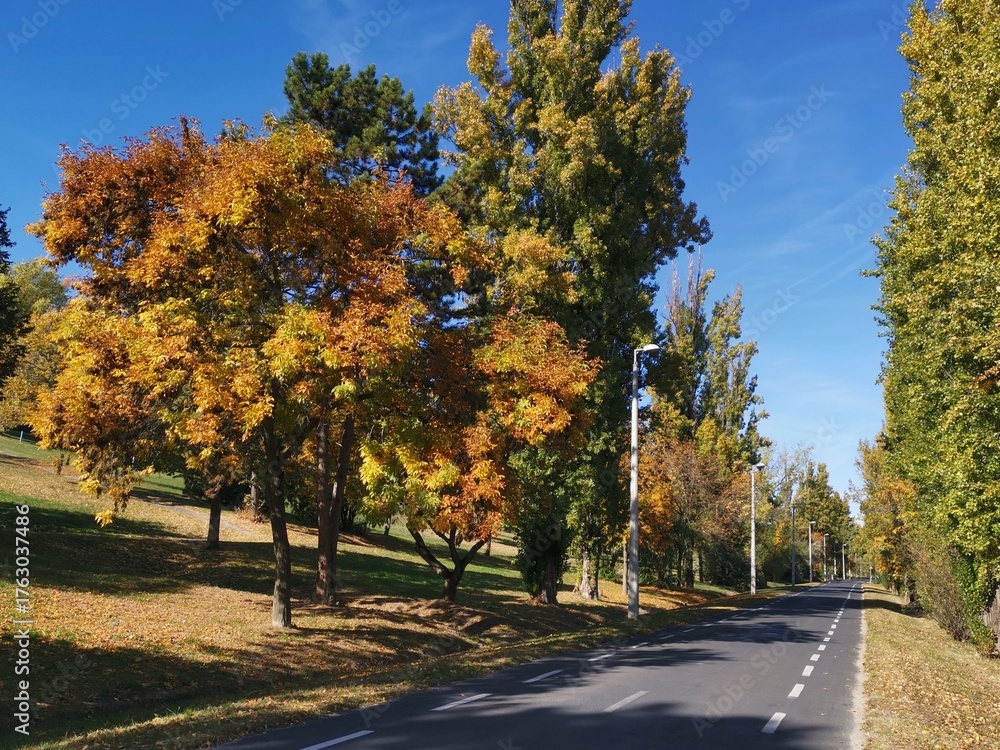 Naklejka premium trees in autumn