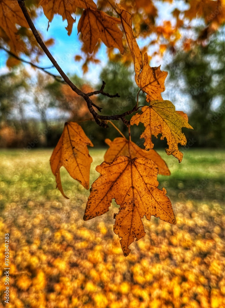 Obraz premium autumn maple leaves