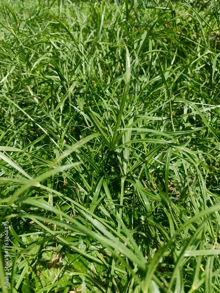 Obraz premium green grass background 