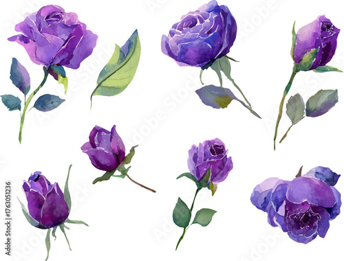 set of violet flowers