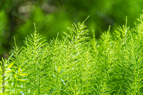 Wood horsetail (Equisetum sylvaticum) growing in the forest close up. Equisetum arvense, the field horsetail or common horsetail. Perennial herb