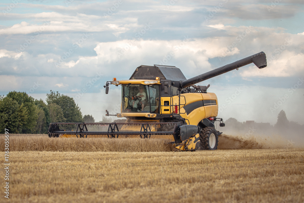 Obraz premium Combine harvests wheat on a field in sunny summer day. Agricultural work, harvesting on the lands in a summer field. Harvesting.