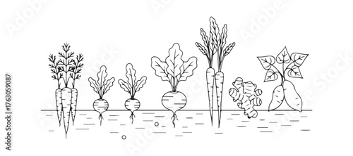 A fresh organic vegetable garden designed in a linear style. This garden features a variety of root vegetables.