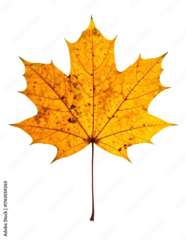 Fototapeta premium Single autumn leaf, vibrant yellow, detailed veins