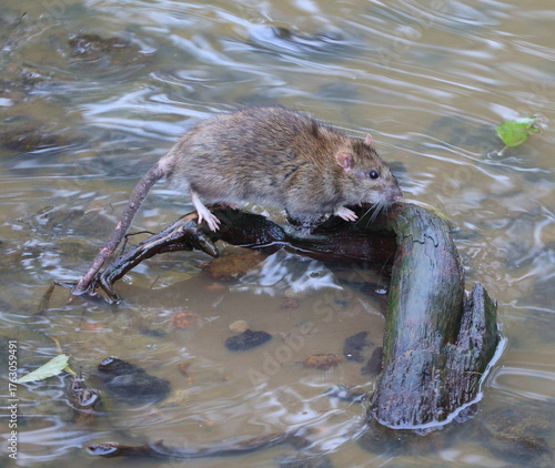 A wild rat sits in the river on a coastal snag