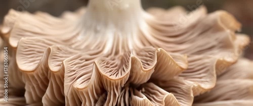 Detailed mushroom gills video showcasing intricate texture and layered formation for biological