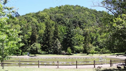 Park With Swimming Pond And Tree Covered Hill Geese Feeding Santa Rosa California
