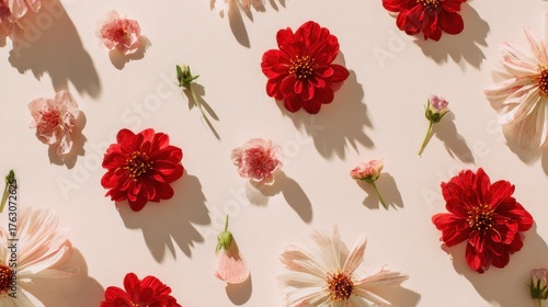 Vibrant Red and Soft Pink Dahlia Blooms Scattered with Dramatic Shadows on Creamy Background.
