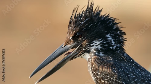 Portrait of an alert giant kingfisher (Megaceryle maxima), Kruger National Park, South Africa
