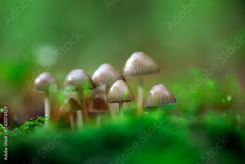 Wallpaper Mural  Beautiful fairy tale image with little mushrooms in autumn forest Torontodigital.ca