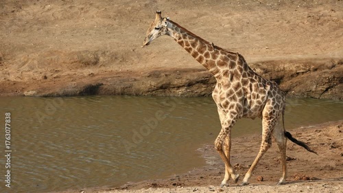 A giraffe (Giraffa camelopardalis) walking in natural habitat, Kruger National Park, South Africa