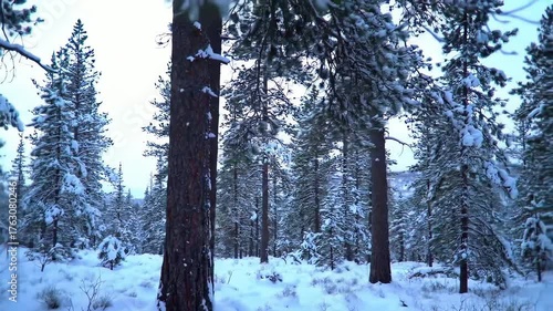 Snow-covered pine forest with tall trees and drifting snow in winter landscape shot in natural daylight
