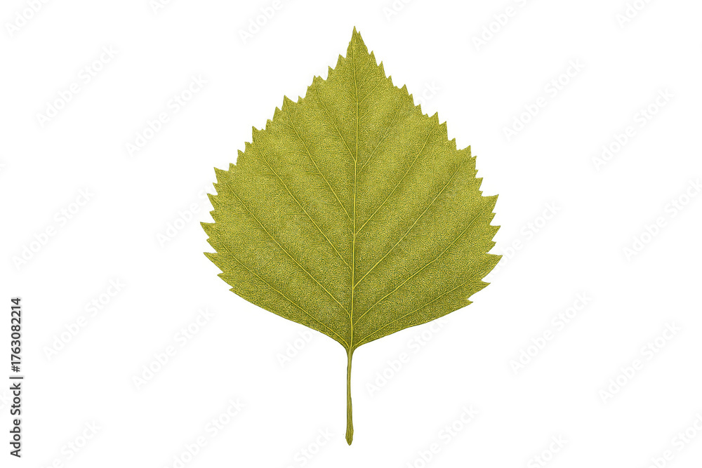 Fototapeta premium Green leaf with visible texture and veins, representing nature, ecology, and botany. Providing a versatile cut-out element