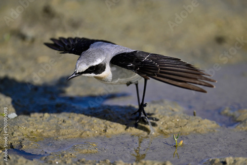 Steinschmätzer - Männchen // Northern wheatear - male (Oenanthe oenanthe) - Donaudelta // Danube Delta
