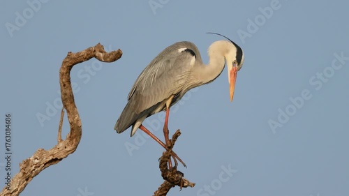 A grey heron (Ardea cinerea) perched on a tree against a blue sky, Kruger National Park, South Africa