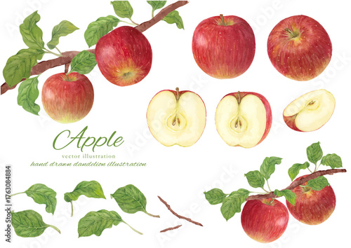 水彩で描いたりんごのベクターイラストセット