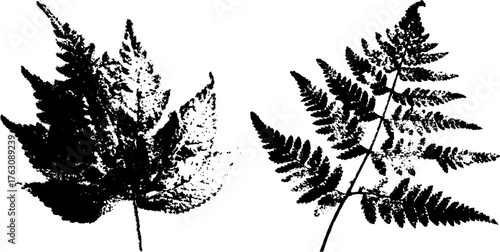Black and white halftone illustration of pressed fern for print design