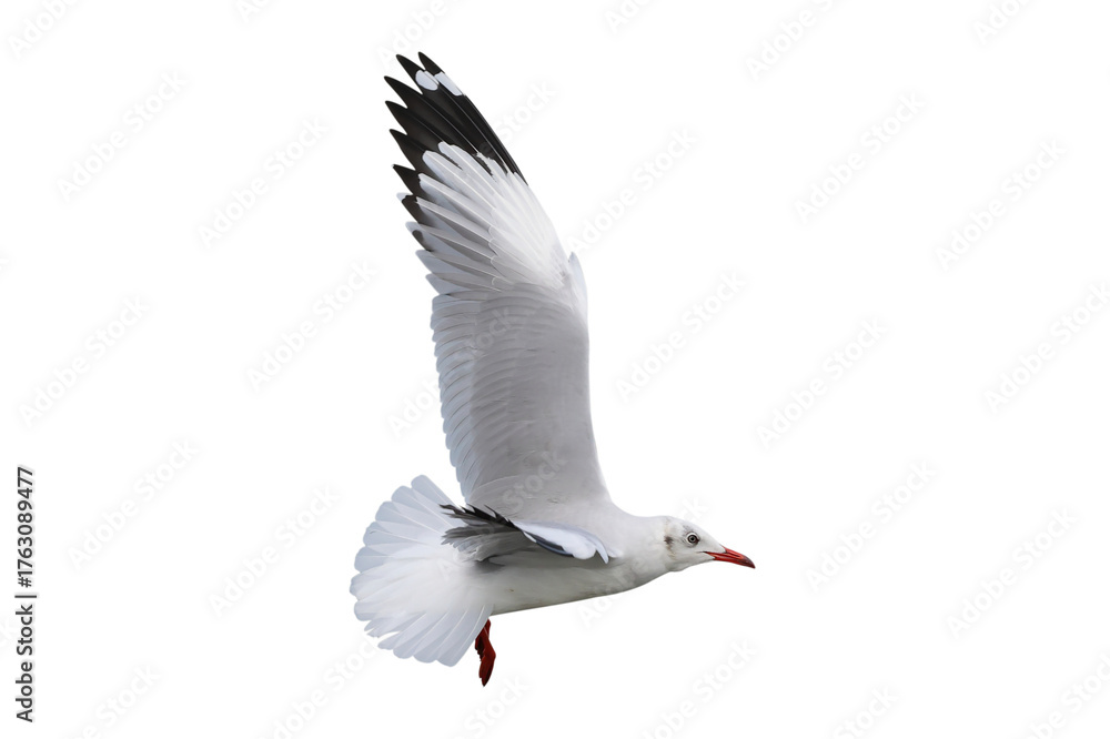 Obraz premium Beautiful seagull flying isolated on transparent background. 