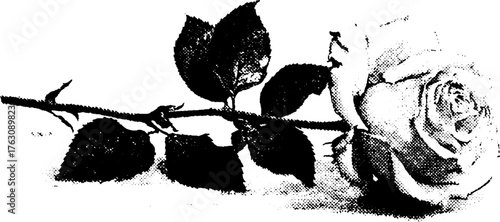 Black and white halftone rose design for vintage aesthetic and artistic print