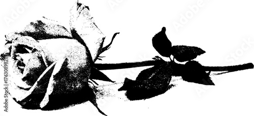 Black and white halftone rose for gothic and punk designs