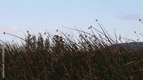 Green Reeds Swaying In Breeze With Blue Sky And Birds Flying Above
