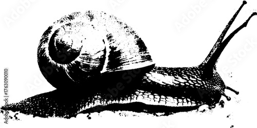 Black and white halftone snail shell illustration for print and design