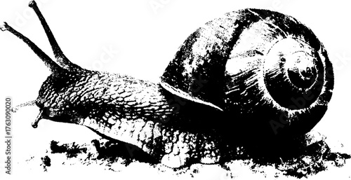 Black and white halftone snail shell design for posters and prints