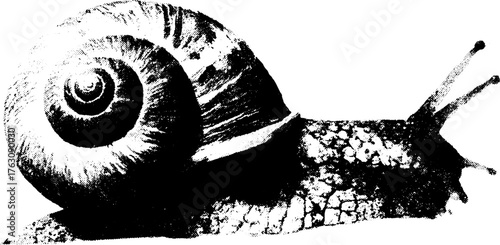 Vintage black and white snail shell design for artistic projects and posters
