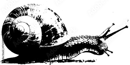 Black and white halftone snail shell illustration for print design