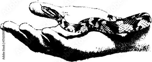Black and white snake illustration coiled on hand - gritty halftone design for posters and tattoos