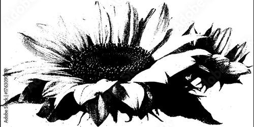 Monochrome halftone sunflower design for art and print concepts