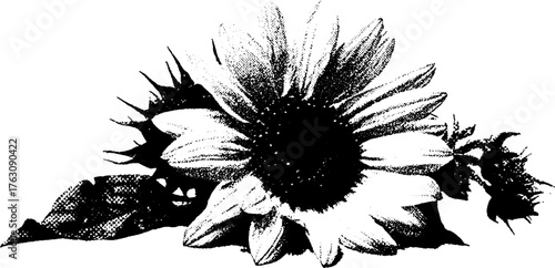Black and white halftone sunflower head illustration for vintage design projects
