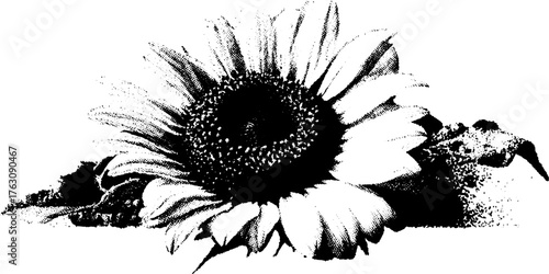 Black and white halftone sunflower head design for posters and prints