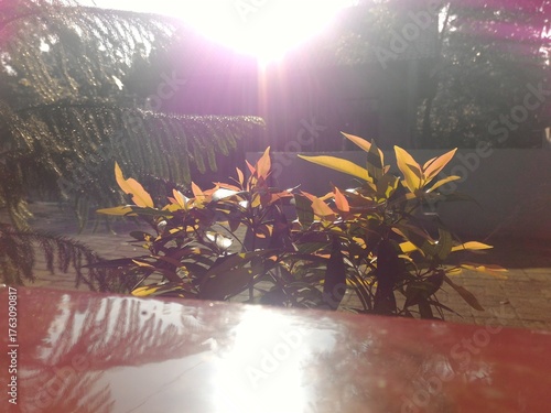 Sunrise illuminating leaves casting dreamy reflections