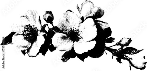 Vintage floral halftone design in black and white for artistic print and decoration