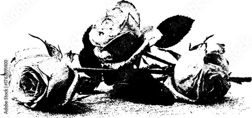 Gritty black and white halftone illustration of wilted roses for artistic design