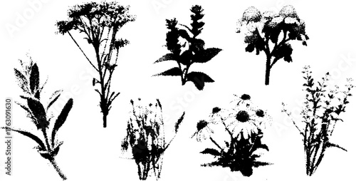 Vintage botanic art: black and white halftone of dried herbs for retro design