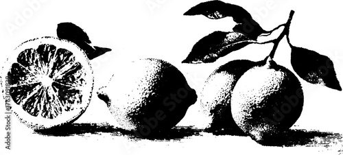 Black and white halftone illustration of sliced lemons with leaves for art and design