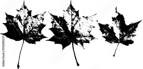 Black and white halftone pattern of maple leaves for vintage design and decoration