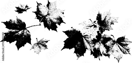 Black and white halftone pattern of maple leaves for vintage design projects