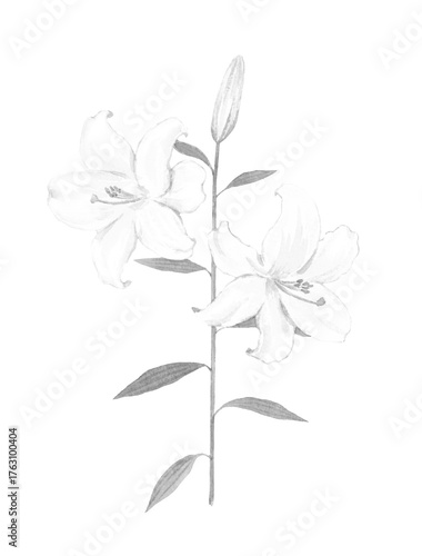 白いユリの花のモノクロイラスト