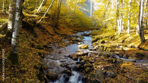 A stream in a deciduous forest in autumn