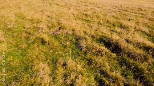 Filming above a field of dry grass. Filming above the ground of a field of dry grass